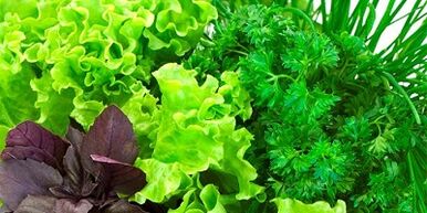 Green to increase the potency in men