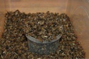 Bee dug to increase potency