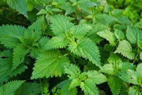 Herbs to increase potency