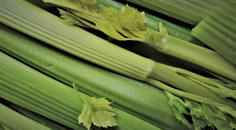 celery for potency